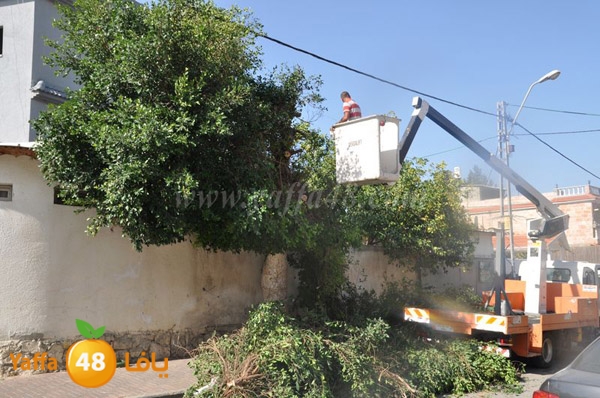 trees lud 1112 (11).JPG